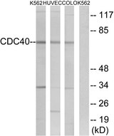 CDC40 Antibody - Western blot analysis of lysates from K562, COLO, and HUVEC cells, using CDC40 Antibody. The lane on the right is blocked with the synthesized peptide.