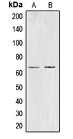 CDC40 Antibody - Western blot analysis of CDC40 expression in K562 (A); HUVEC (B) whole cell lysates.