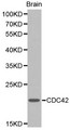 CDC42 Antibody - Western blot of CDC42 pAb in extracts from mouse brain tissue.