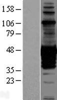CDC42EP1 / CEP1 Protein - Western validation with an anti-DDK antibody * L: Control HEK293 lysate R: Over-expression lysate