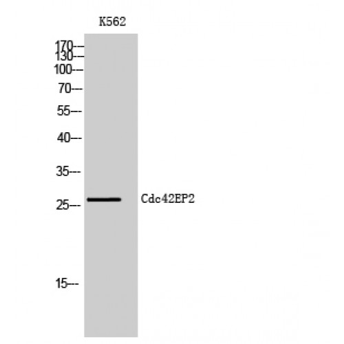 CDC42EP2 Antibody - Western blot of Cdc42EP2 antibody