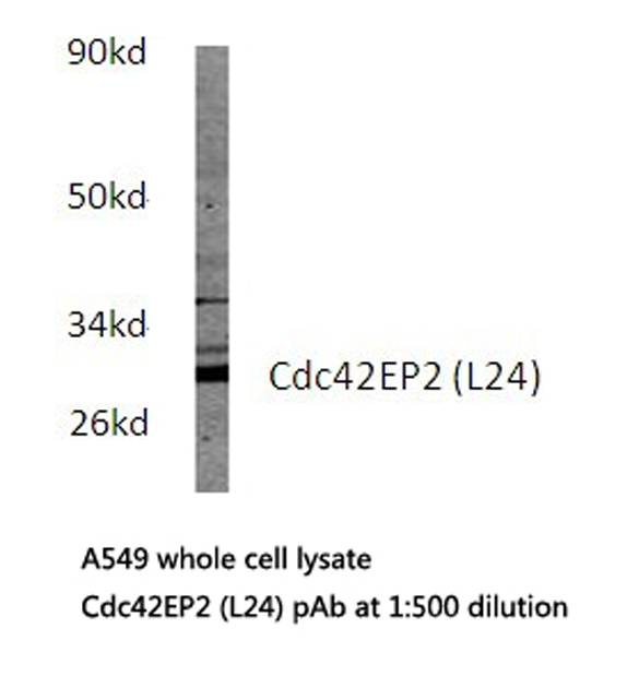 CDC42EP2 Antibody - Western blot of Cdc42EP2 (L24) pAb in extracts from A549 cells.