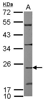 CDC42EP2 Antibody - Sample (50 ug of whole cell lysate) A: mouse heart 12% SDS PAGE CDC42EP2 antibody diluted at 1:1000