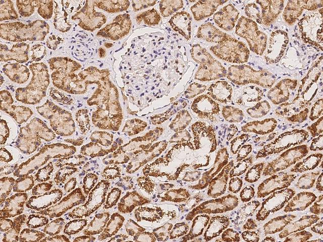 CDC42EP2 Antibody - Immunochemical staining of human CDC42EP2 in human kidney with rabbit polyclonal antibody at 1:1000 dilution, formalin-fixed paraffin embedded sections.
