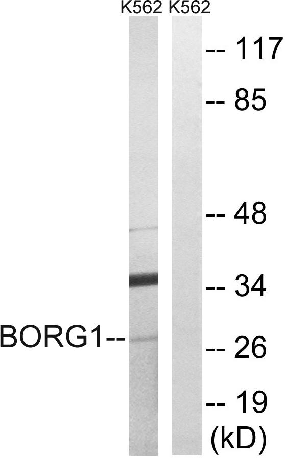CDC42EP2 Antibody - Western blot analysis of extracts from K562 cells, using BORG1 antibody.