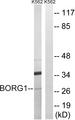 CDC42EP2 Antibody - Western blot analysis of extracts from K562 cells, using BORG1 antibody.