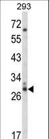 CDC42EP3 Antibody - Western blot of CDC42EP3 Antibody in 293 cell line lysates (35 ug/lane). CDC42EP3 (arrow) was detected using the purified antibody.
