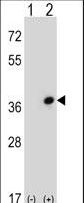 CDC42EP3 Antibody - Western blot of CDC42EP3 (arrow) using rabbit polyclonal CDC42EP3 Antibody. 293 cell lysates (2 ug/lane) either nontransfected (Lane 1) or transiently transfected (Lane 2) with the CDC42EP3 gene.