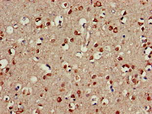 CDC42EP3 Antibody - Immunohistochemistry of paraffin-embedded human brain tissue at dilution of 1:100