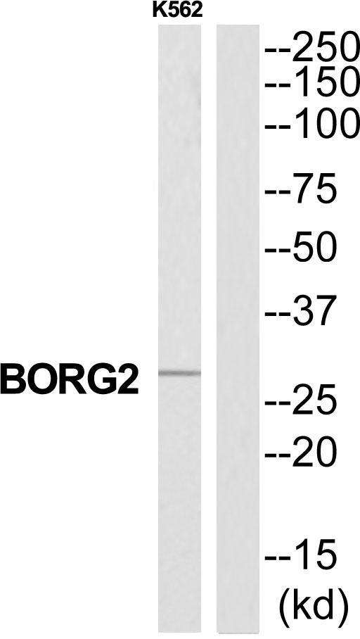 CDC42EP3 Antibody - Western blot analysis of extracts from K562 cells, using CDC42EP3 antibody.