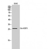 CDC42EP3 Antibody - Western blot of Cdc42EP3 antibody