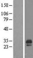 CDC42EP3 Protein - Western validation with an anti-DDK antibody * L: Control HEK293 lysate R: Over-expression lysate