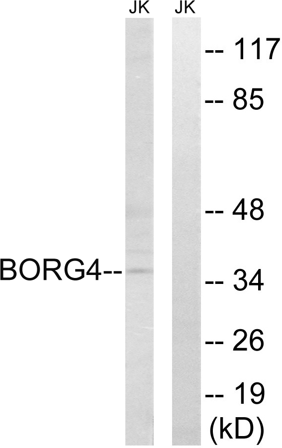 CDC42EP4 / BORG4 Antibody - Western blot analysis of lysates from Jurkat cells, using BORG4 Antibody. The lane on the right is blocked with the synthesized peptide.