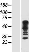 CDC42EP4 / BORG4 Protein - Western validation with an anti-DDK antibody * L: Control HEK293 lysate R: Over-expression lysate
