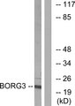 CDC42EP5 Antibody - Western blot analysis of lysates from Jurkat cells, using BORG3 Antibody. The lane on the right is blocked with the synthesized peptide.