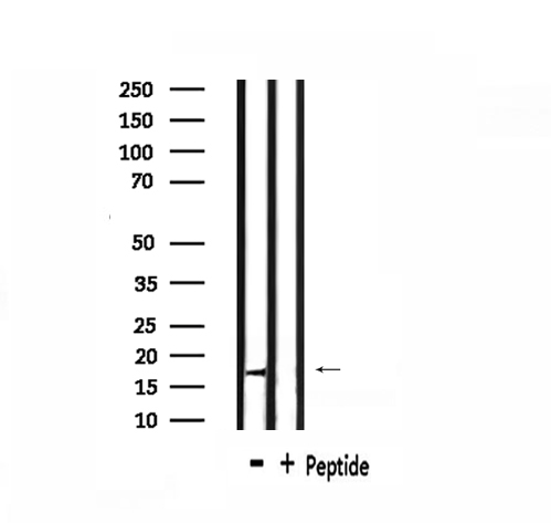 CDC42EP5 Antibody - Western blot analysis of extracts of HepG2 cells using BORG3 antibody.