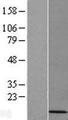 CDC42SE1 Protein - Western validation with an anti-DDK antibody * L: Control HEK293 lysate R: Over-expression lysate