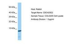 CDC42SE2 Antibody -  This image was taken for the unconjugated form of this product. Other forms have not been tested.