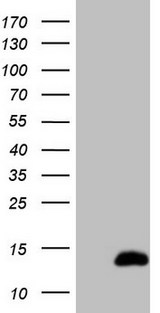 CDC42SE2 Antibody - HEK293T cells were transfected with the pCMV6-ENTRY control. (Left lane) or pCMV6-ENTRY CDC42SE2. (Right lane) cDNA for 48 hrs and lysed. Equivalent amounts of cell lysates. (5 ug per lane) were separated by SDS-PAGE and immunoblotted with anti-CDC42SE2. (1:2000)