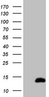 CDC42SE2 Antibody - HEK293T cells were transfected with the pCMV6-ENTRY control. (Left lane) or pCMV6-ENTRY CDC42SE2. (Right lane) cDNA for 48 hrs and lysed. Equivalent amounts of cell lysates. (5 ug per lane) were separated by SDS-PAGE and immunoblotted with anti-CDC42SE2. (1:2000)