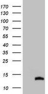 CDC42SE2 Antibody - HEK293T cells were transfected with the pCMV6-ENTRY control (Left lane) or pCMV6-ENTRY CDC42SE2 (Right lane) cDNA for 48 hrs and lysed. Equivalent amounts of cell lysates (5 ug per lane) were separated by SDS-PAGE and immunoblotted with anti-CDC42SE2 (1:2000).