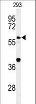 CDC45 Antibody - Western blot of CDC45L Antibody in 293 cell line lysates (35 ug/lane). CDC45L (arrow) was detected using the purified antibody.