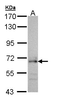 CDC45 Antibody - Sample (30 ug of whole cell lysate). A: H1299. 7.5% SDS PAGE. CDC45 antibody diluted at 1:1000