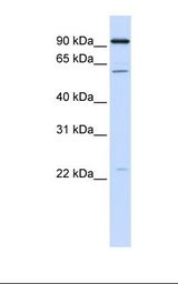CDC45 Antibody - Hela cell lysate. Antibody concentration: 1.0 ug/ml. Gel concentration: 12%.  This image was taken for the unconjugated form of this product. Other forms have not been tested.