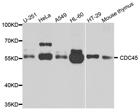 CDC45 Antibody - Western blot analysis of extracts of various cells.