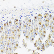 CDC45 Antibody - Immunohistochemistry of paraffin-embedded mouse stomach tissue.