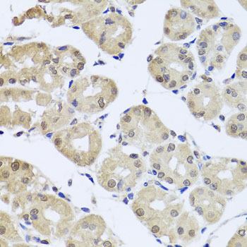 CDC45 Antibody - Immunohistochemistry of paraffin-embedded human stomach tissue.