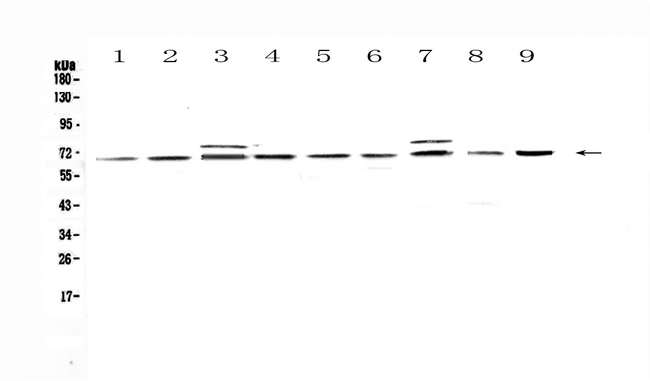 CDC45 Antibody - Western blot - Anti-CDC45L Picoband antibody