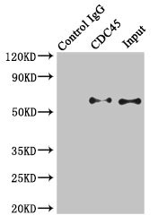 CDC45 Antibody - Immunoprecipitating CDC45 in K562 whole cell lysate Lane 1: Rabbit monoclonal IgG(1ug)instead of product in K562 whole cell lysate.For western blotting, a HRP-conjugated light chain specific antibody was used as the Secondary antibody (1/50000) Lane 2: product(4ug)+ K562 whole cell lysate(500ug) Lane 3: K562 whole cell lysate (20ug)