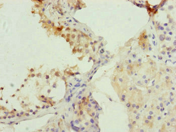 CDC45 Antibody - Immunohistochemistry of paraffin-embedded human testis tissue at dilution of 1:100
