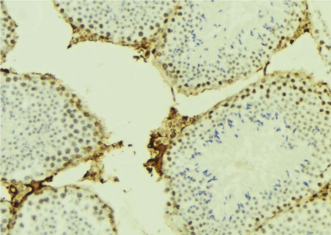 CDC45 Antibody - 1:100 staining mouse testis tissue by IHC-P. The sample was formaldehyde fixed and a heat mediated antigen retrieval step in citrate buffer was performed. The sample was then blocked and incubated with the antibody for 1.5 hours at 22°C. An HRP conjugated goat anti-rabbit antibody was used as the secondary.