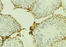 CDC45 Antibody - 1:100 staining mouse testis tissue by IHC-P. The sample was formaldehyde fixed and a heat mediated antigen retrieval step in citrate buffer was performed. The sample was then blocked and incubated with the antibody for 1.5 hours at 22°C. An HRP conjugated goat anti-rabbit antibody was used as the secondary.