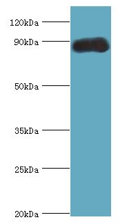 CDC5 / CDC5L Antibody - Western blot. All lanes: Cell division cycle 5-like protein antibody at 4 ug/ml+mouse brain tissue. Secondary antibody: Goat polyclonal to rabbit at 1:10000 dilution. Predicted band size: 90 kDa. Observed band size: 90 kDa.