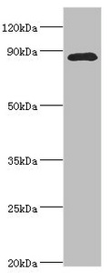 CDC5 / CDC5L Antibody - Western blot All lanes: Cell division cycle 5-like protein antibody at 4µg/ml + Mouse brain tissue Secondary Goat polyclonal to rabbit IgG at 1/10000 dilution Predicted band size: 90 kDa Observed band size: 90 kDa