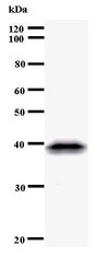 CDC5 / CDC5L Antibody - Western blot of immunized recombinant protein using CDC5L antibody.