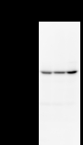 CDC5 / CDC5L Antibody - Detection of CDC5L by Western blot. Samples: Whole cell lysate from human HeLa (H, 50 ug) , mouse NIH3T3 (M, 50 ug) and rat F2408 (R, 50 ug) cells. Predicted molecular weight: 92 kDa