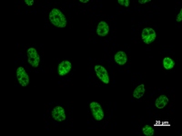 CDC5 / CDC5L Antibody - Immunostaining analysis in HeLa cells. HeLa cells were fixed with 4% paraformaldehyde and permeabilized with 0.1% Triton X-100 in PBS. The cells were immunostained with anti-CDC5L mAb.