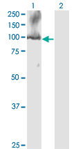CDC5 / CDC5L Antibody - Western Blot analysis of CDC5L expression in transfected 293T cell line by CDC5L monoclonal antibody (M08), clone 3C12.Lane 1: CDC5L transfected lysate(92.3 KDa).Lane 2: Non-transfected lysate.