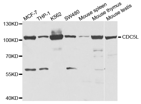 CDC5 / CDC5L Antibody - Western blot analysis of extracts of various cell lines.