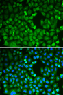 CDC5 / CDC5L Antibody - Immunofluorescence analysis of HeLa cells.