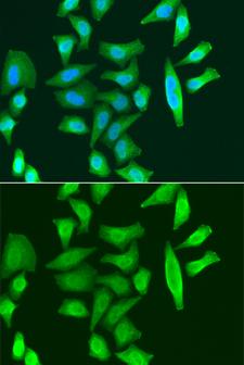 CDC5 / CDC5L Antibody - Immunofluorescence analysis of A549 cells.