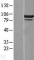 CDC5 / CDC5L Protein - Western validation with an anti-DDK antibody * L: Control HEK293 lysate R: Over-expression lysate