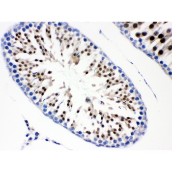 CDC6 Antibody - Cdc6 antibody IHC-paraffin. IHC(P): Rat Testis Tissue.