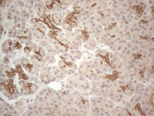 CDC6 Antibody - Immunohistochemical staining of paraffin-embedded Human pancreas tissue within the normal limits using anti-CDC6 mouse monoclonal antibody. (Heat-induced epitope retrieval by 1mM EDTA in 10mM Tris buffer. (pH8.5) at 120°C for 3 min. (1:150)