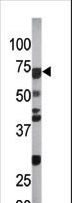 CDC6 Antibody - The anti-Phospho-CDC6-S54 antibody is used in Western blot to detect Phospho-CDC6-S54 in Ramos tissue lysate