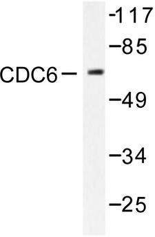 CDC6 Antibody - Western blot of CDC6 (V48) pAb in extracts from HeLa cells treated with EGF 200ng/ml 30'.